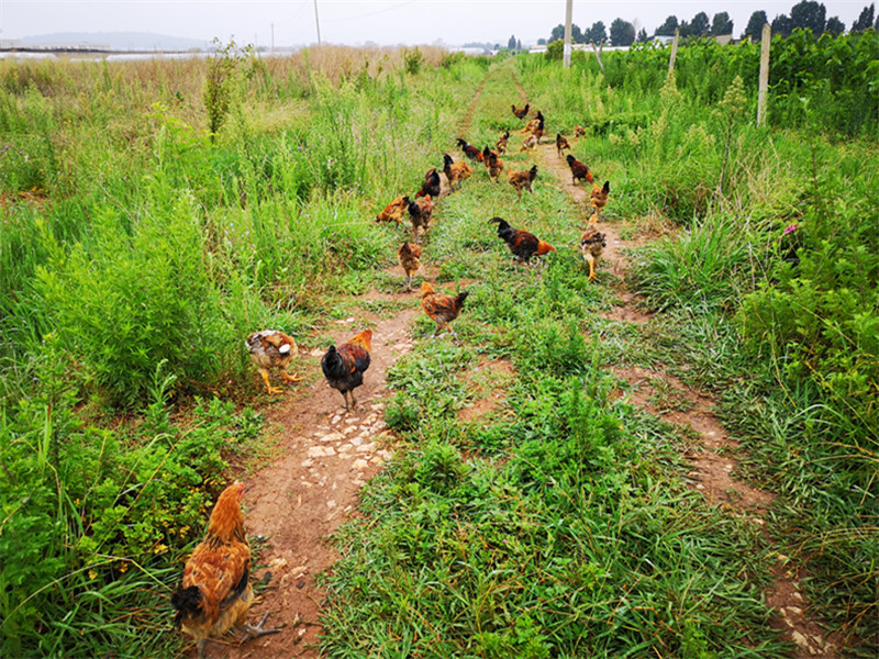 如何简单快速鉴别散养鸡和圈养鸡？(图3)