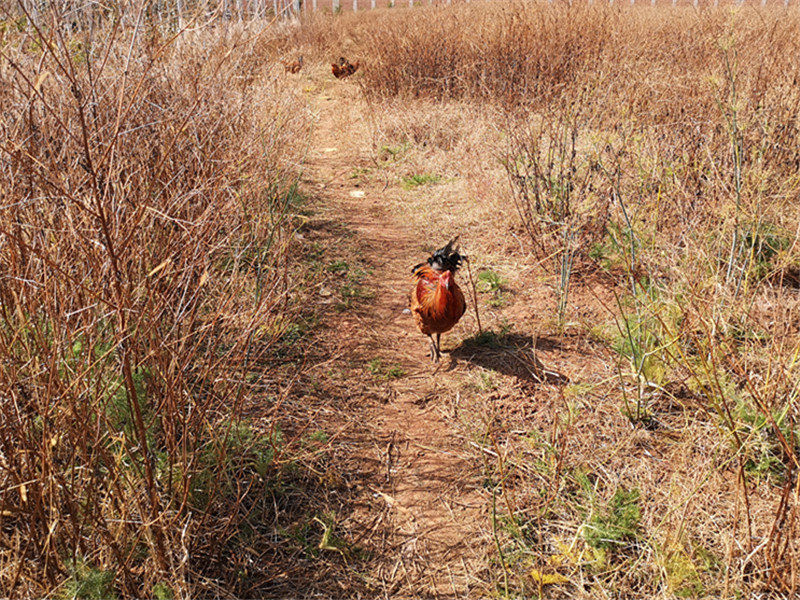 如何简单快速鉴别散养鸡和圈养鸡？(图2)
