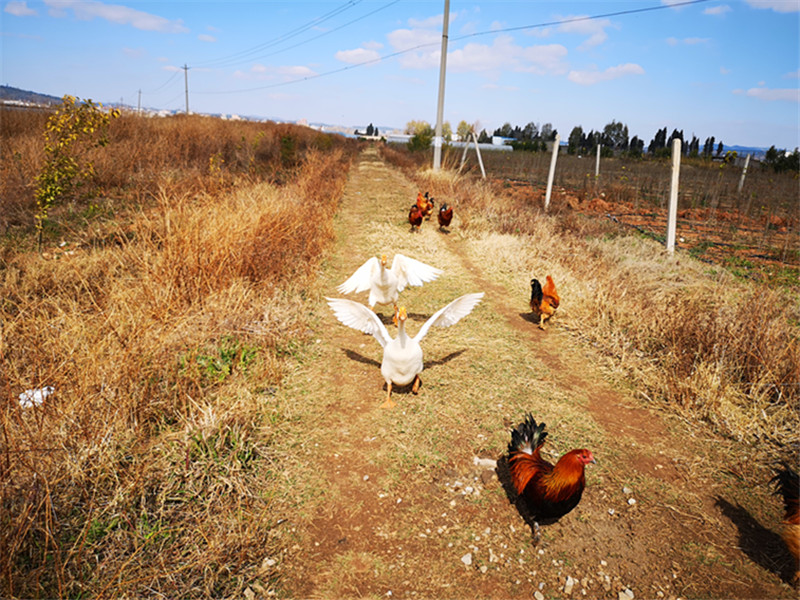 如何简单快速鉴别散养鸡和圈养鸡？(图1)